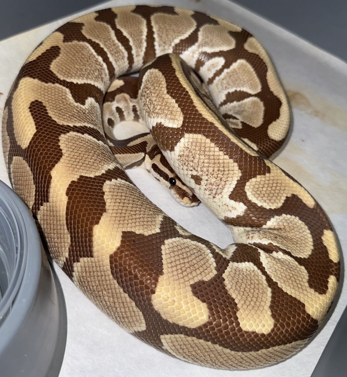 06shockwave's tweet image. #ボールパイソン 
#ballpython