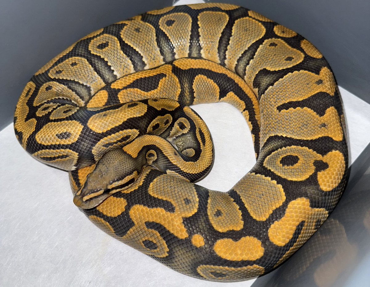 06shockwave's tweet image. #ボールパイソン 
#ballpython