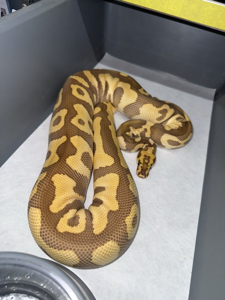 06shockwave's tweet image. #ボールパイソン 
#ballpython
