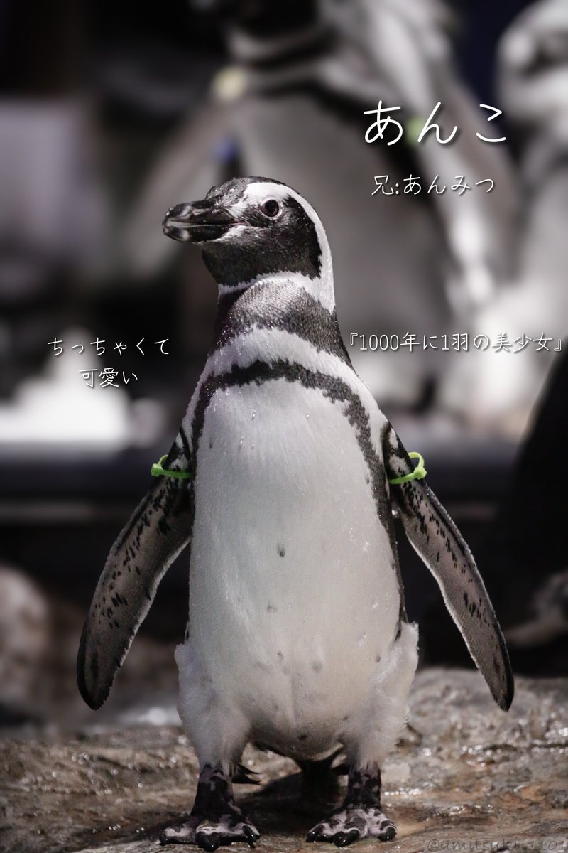 すみぺんページ すみっコぐらし」がユニークなデザインの2色ボールペン「mimi