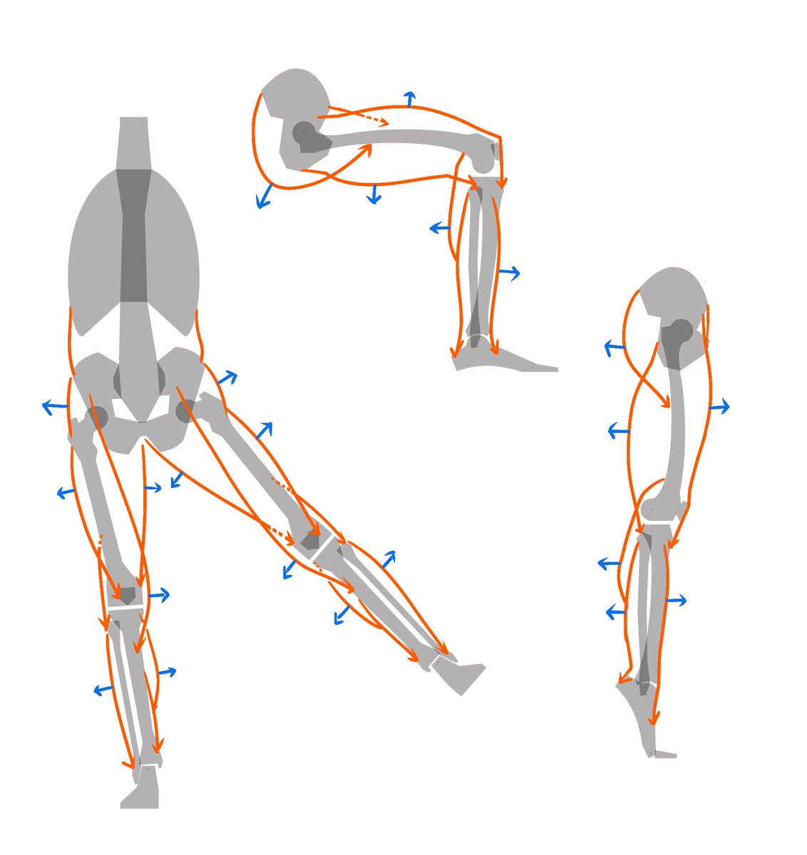 kato_anatomy's tweet image. 