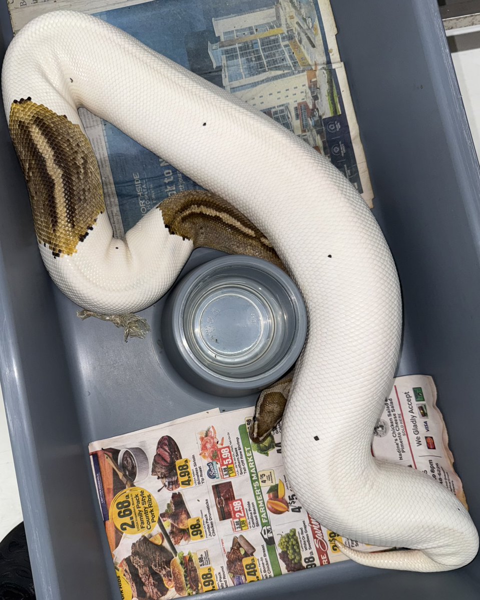 06shockwave's tweet image. 5kgオーバーのパイの排卵。
写真では全く伝わりませんが、その辺のアダルトのブラッドより太かったです。
このタブは70サイズです。
本当に衝撃的な排卵個体でした。
#ボールパイソン
#ballpython