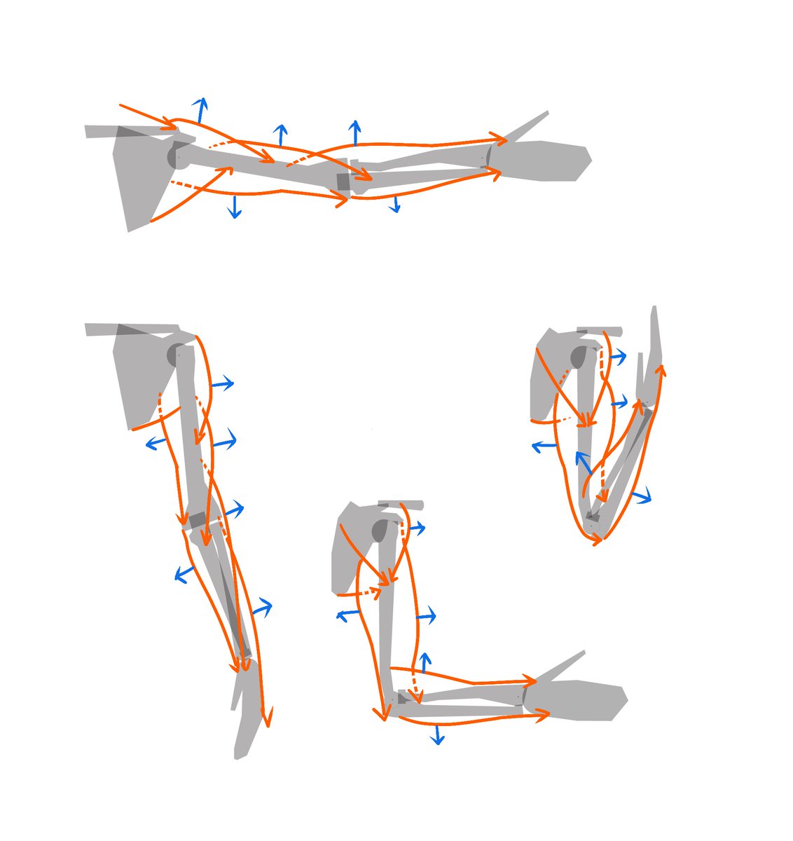 kato_anatomy's tweet image. 