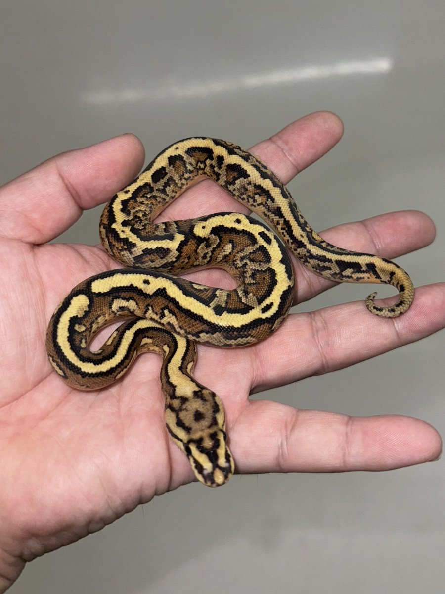 06shockwave's tweet image. #ボールパイソン 
#ballpython