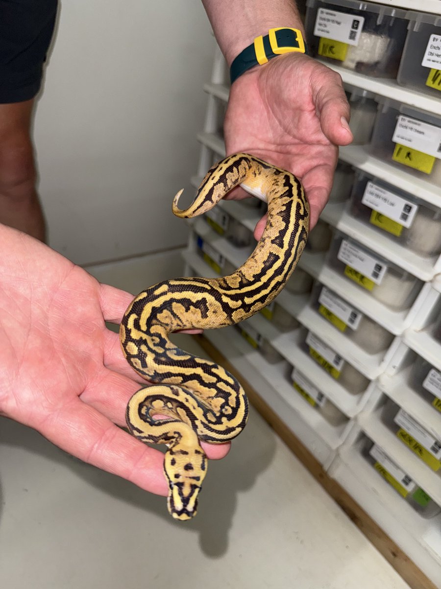 06shockwave's tweet image. #ボールパイソン 
#ballpython