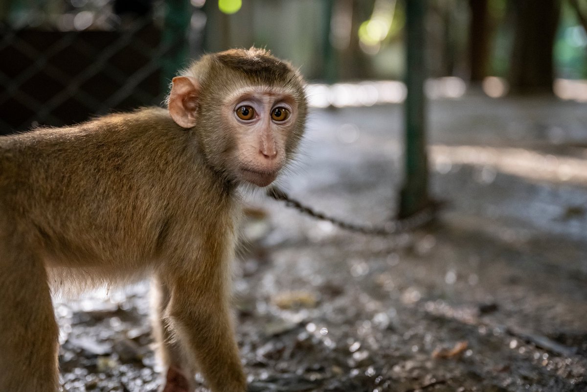 WFFThailand's tweet photo. We are more than 75% of the way towards the goal! Please spare a moment for these suffering #animals and add your name to our letter! 

💔🙏Sign our letter today, urging Thai authorities to take action &amp; help these poor animals. 

Sign now: https://t.co/25oSpFXRfi 

#signpetition https://t.co/OhH99k7ji0