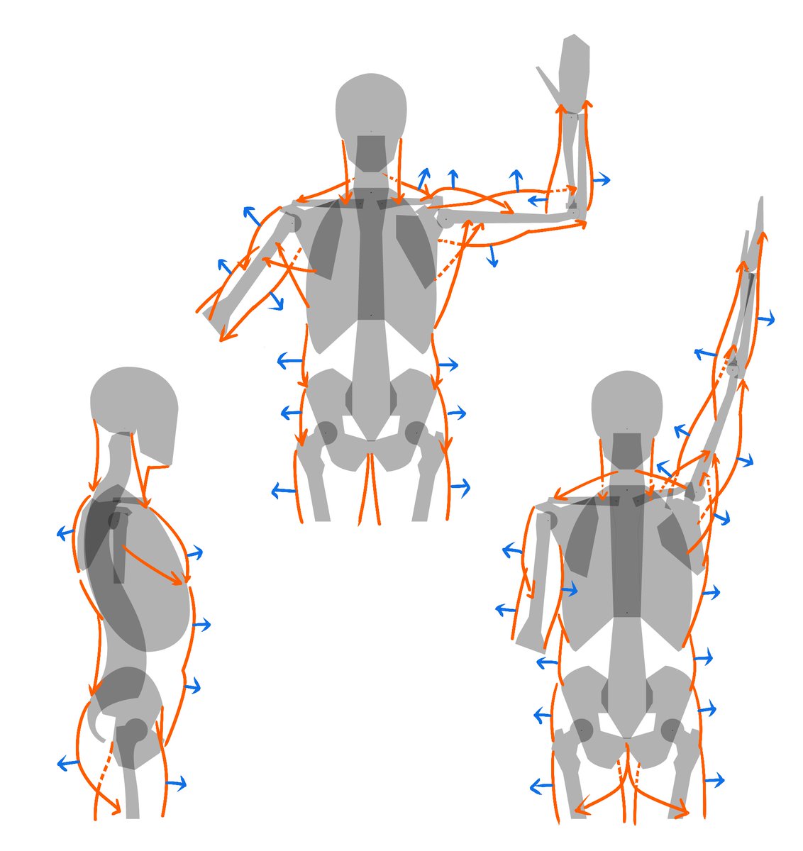 kato_anatomy's tweet image. 