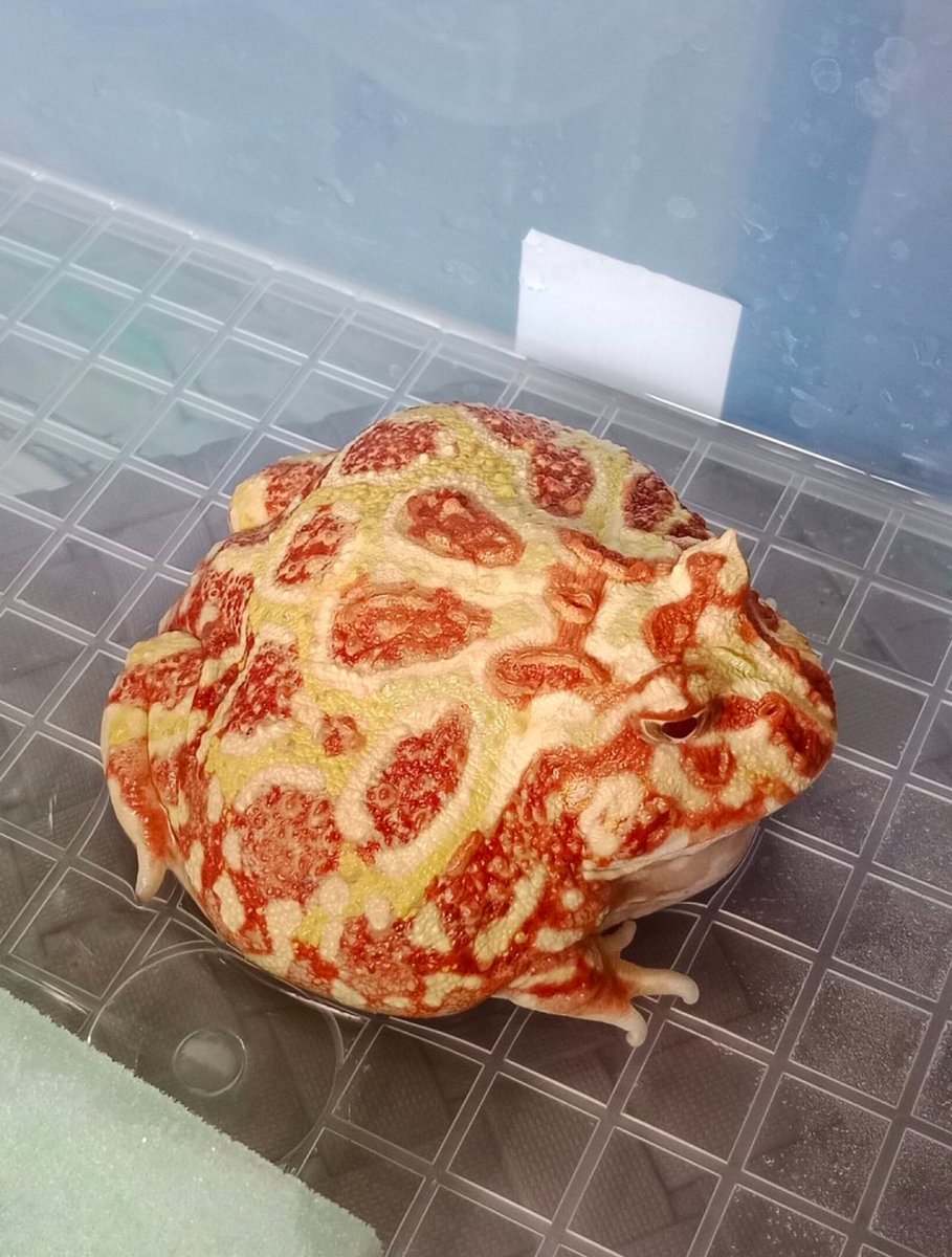 photonopticum's tweet image. Inspiriert, @DrOetkerPizzaDE ? 😊