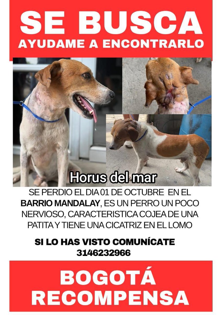 🆘❗Los buscamos #Bogota en #Usme y #Kenney compartir no demora más de un minuto y puede ser la vida misma para ellos. Por favor seamos solidarios y logremos que vuelvan a casa. <a href="/losbuscamos_col/">Animalitos Perdidos</a> <a href="/MONYRODRIGUEZOF/">MÓNICA RODRÍGUEZ 🐤</a> <a href="/andreanimalidad/">Andrea Padilla Villarraga🐆</a>