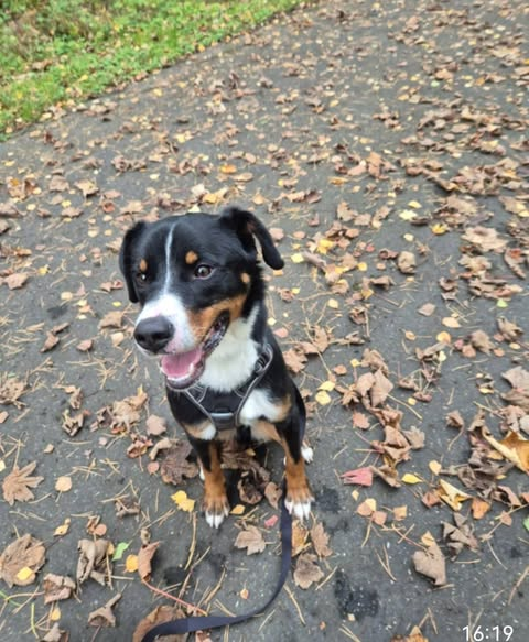 65xxx Limburg
Ausgesetzter Hund
Besitzer, wohl unbekannt verzogen, haben den Hund sich selbst überlassen.
Kopie: Tierheim Limburg
Update 13.10.25
Traurige Gewissheit:
Der Kleine wurde ausgesetzt. 
Update 12.10.25
Bisher hat sich leider noch niemand gemeldet, der den kleinen Kerl