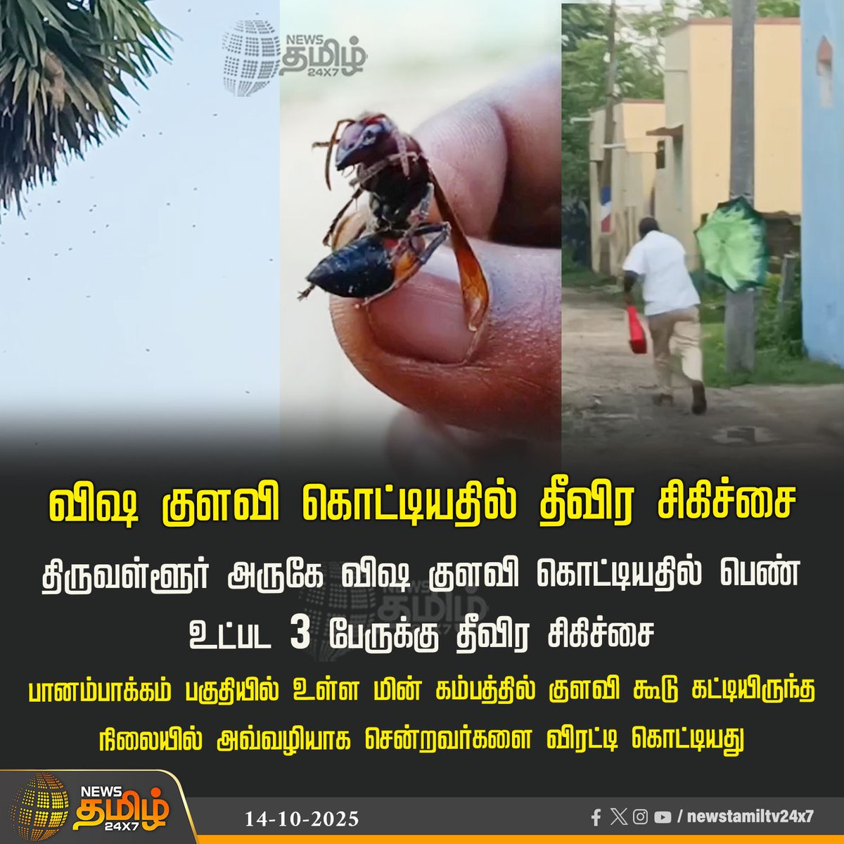 NewsTamilTV24x7's tweet image. #NewsUpdate | விஷ குளவி கொட்டியதில் தீவிர சிகிச்சை
திருவள்ளூர் அருகே விஷ குளவி கொட்டியதில் பெண் உட்பட 3 பேருக்கு தீவிர சிகிச்சை
பானம்பாக்கம் பகுதியில் உள்ள மின் கம்பத்தில் குளவி கூடு கட்டியிருந்த நிலையில் அவ்வழியாக சென்றவர்களை விரட்டி கொட்டியது
#Wasp | #Thiruvallur |…