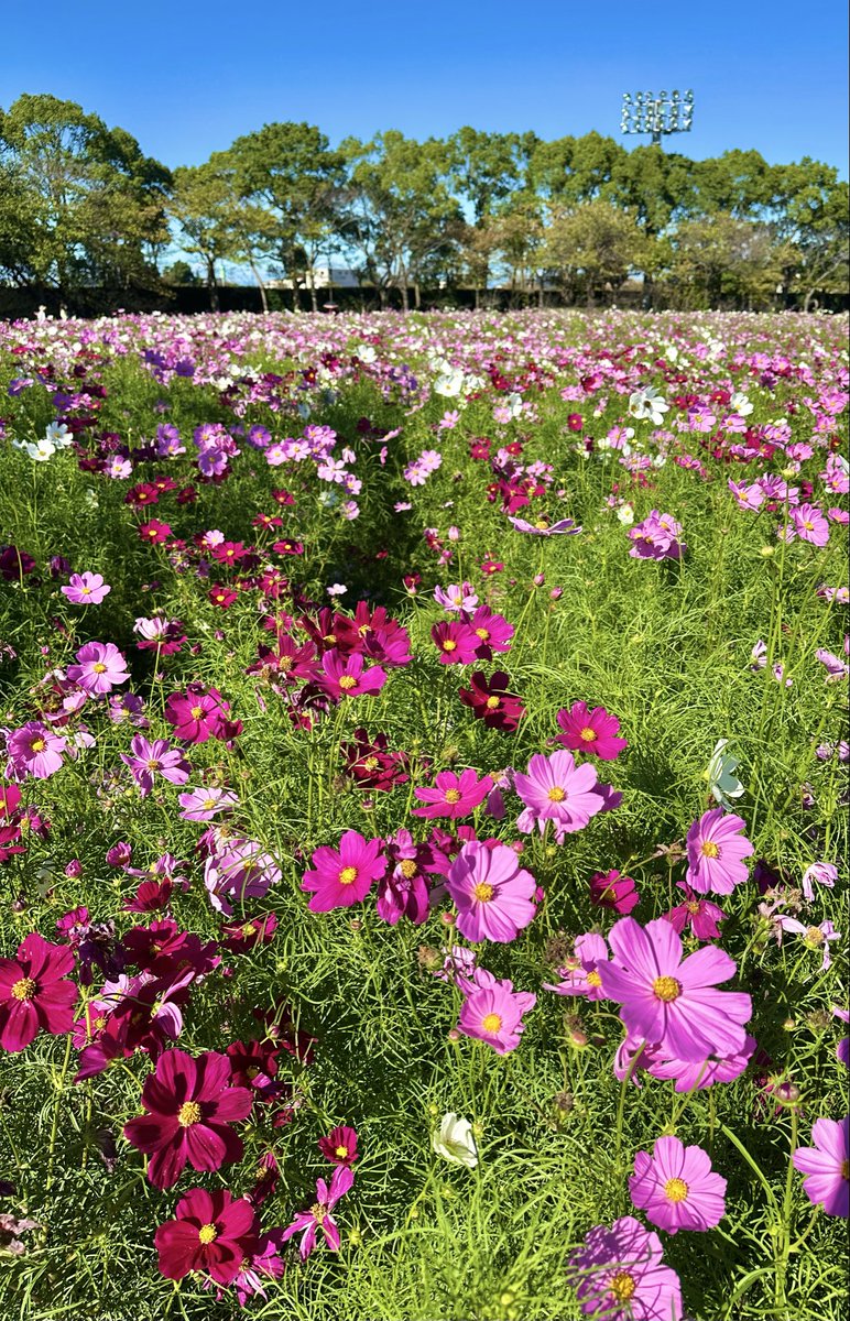 シェリー (@PSdceZuWHh6SPjj) / Posts / X