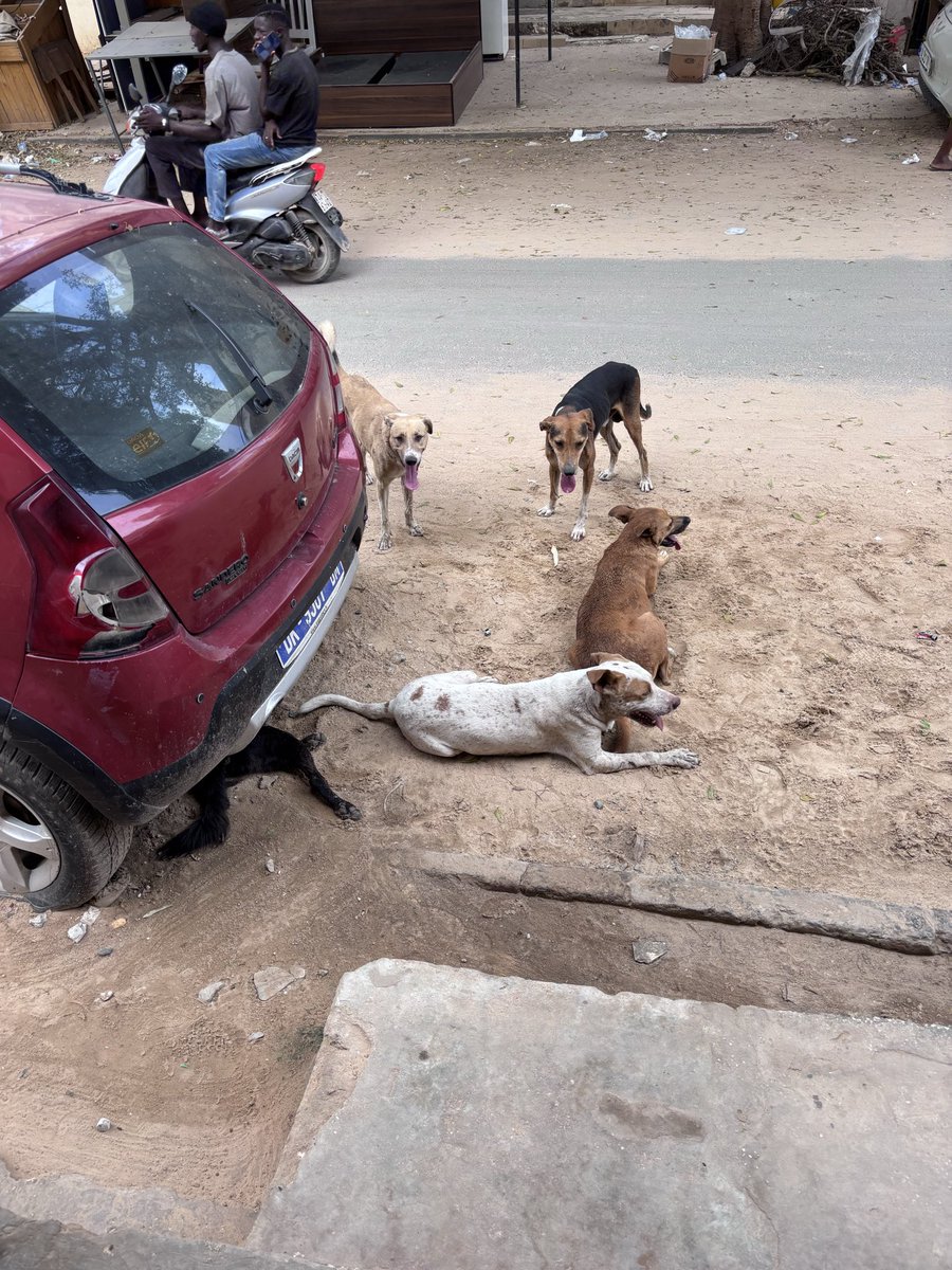 À Scat Urbam (près de l’hôpital américain), des chiens errants squattent les rues et y a beaucoup d’écoles là-bas.
Quel service peut régler ceci en urgence ?