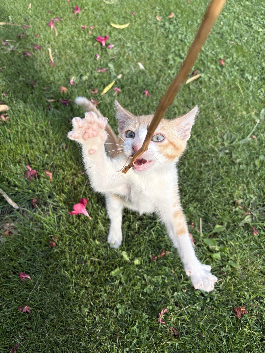 KramarenkoMari3's tweet image. Dear friends, fellas!
You know the drill!
Your help is needed here👇
Buying a car and repairing two others for our defenders, you know how important it is. Let's help! 💛💙
Picture of a kitten to attract your attention ☺️