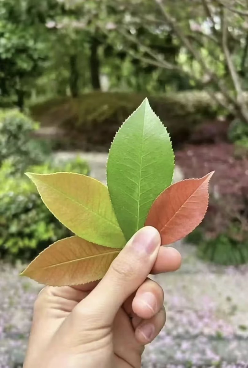 老师：图片不能传递声音
我：