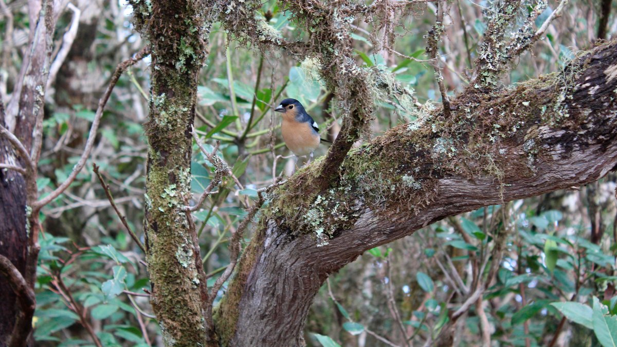 🌿 Ya están aquí las VIII #JornadasDeBiodiversidad del Cabildo de Tenerife 🌿
Un encuentro de referencia para compartir conocimiento, investigación y experiencias sobre la biodiversidad insular.
Durante la jornada se presentarán proyectos de investigación y conservación