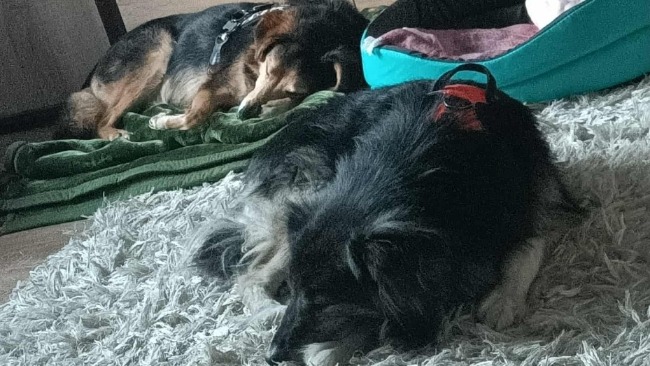 Kochani❣️Potrzebna pomoc🙏🆘Jest problem z psiakami💔Kiedy zostają same w domu,dostają ataków paniki –wyją,demolują i nie potrafią się uspokoić😢Dziewczyna się nie poddaje❣️Dla Snoopiego i Lusi na opiekę pomagam.pl/y3hkca przez @pomagamDla 
pomagam.pl/y3hkca?fbclid=…