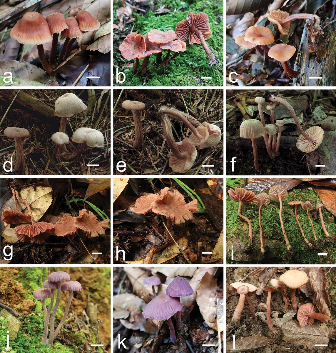 Researchers present three new species and two new records of the genus 𝐿𝑎𝑐𝑐𝑎𝑟𝑖𝑎 from subtropical China based on morphological and multi-locus phylogenetic evidence.

🔗 doi.org/10.3897/mycoke…