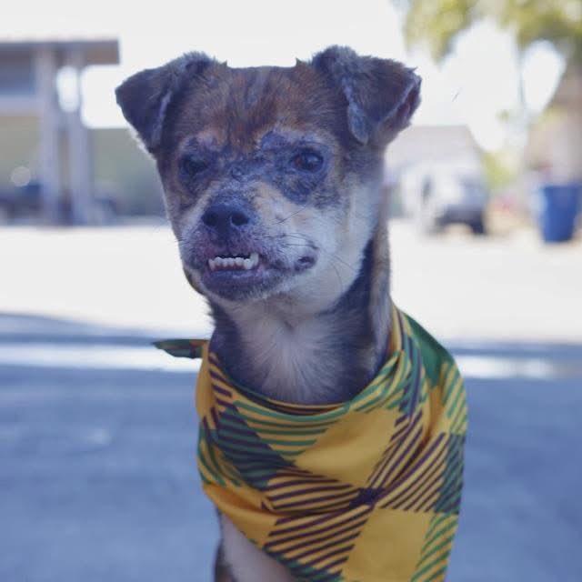 MoishesMom's tweet photo. Sundrop is scheduled to die today 😭

She’s an8️⃣mo old pup for God’s Sake 👿 https://t.co/DAVnffqfKl
