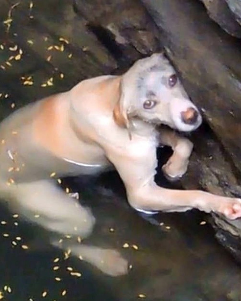 I’ll never forget the look in her eyes.

She wasn’t barking. She wasn’t crying.
She was silent, clinging to the cold wall of a deep well, half-submerged in dirty water, shaking from exhaustion.

No one knew how long she’d been down there.
But the bloody scrapes all over her paws