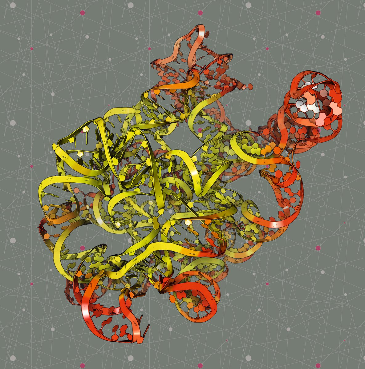 Here you can see a cryoEM structure of Comamonas testosteroni KF-1 circularly permuted group II intron Pre-1S state (PDB code: 8XTS)

Rendering by Francisco J. Enguita (<a href="/fenguita/">Francisco J. Enguita</a>) made with #ProteinImager

3dproteinimaging.com/protein-imager…

#SciArt #intron #precursor #RNA #cryoem