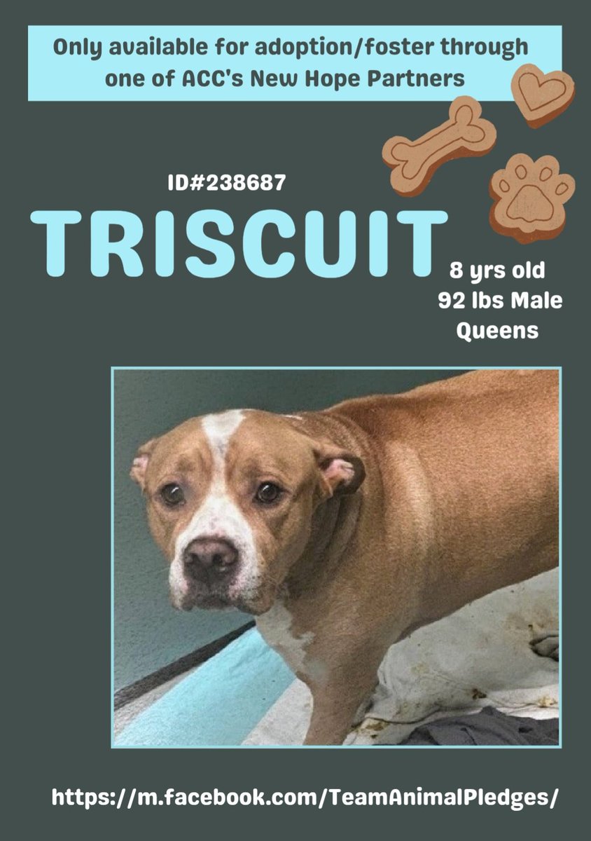 samj_jane's tweet photo. 💔 #NewDogontheBlock
NHO🎯https://t.co/1NFpw6bsPR Poor Triscuit 8yr brought in by 🚓 after his owner passed away hes understandabley stressed+shut down🥺 needs a loving hand 2 build his trust needs out Urgently Dm @CathyPolicky #Foster #Pledge 🙏 Help 🐾❤️ #Saveour https://t.co/JmLk3QqLWm