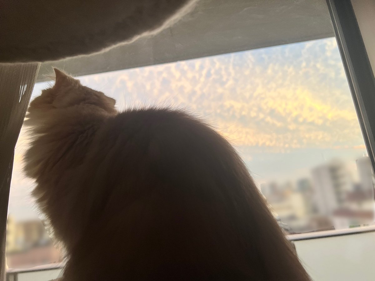 nekonoluke's tweet photo. 珍しい雲を眺める、黄昏どき https://t.co/XAaoOAqcue
