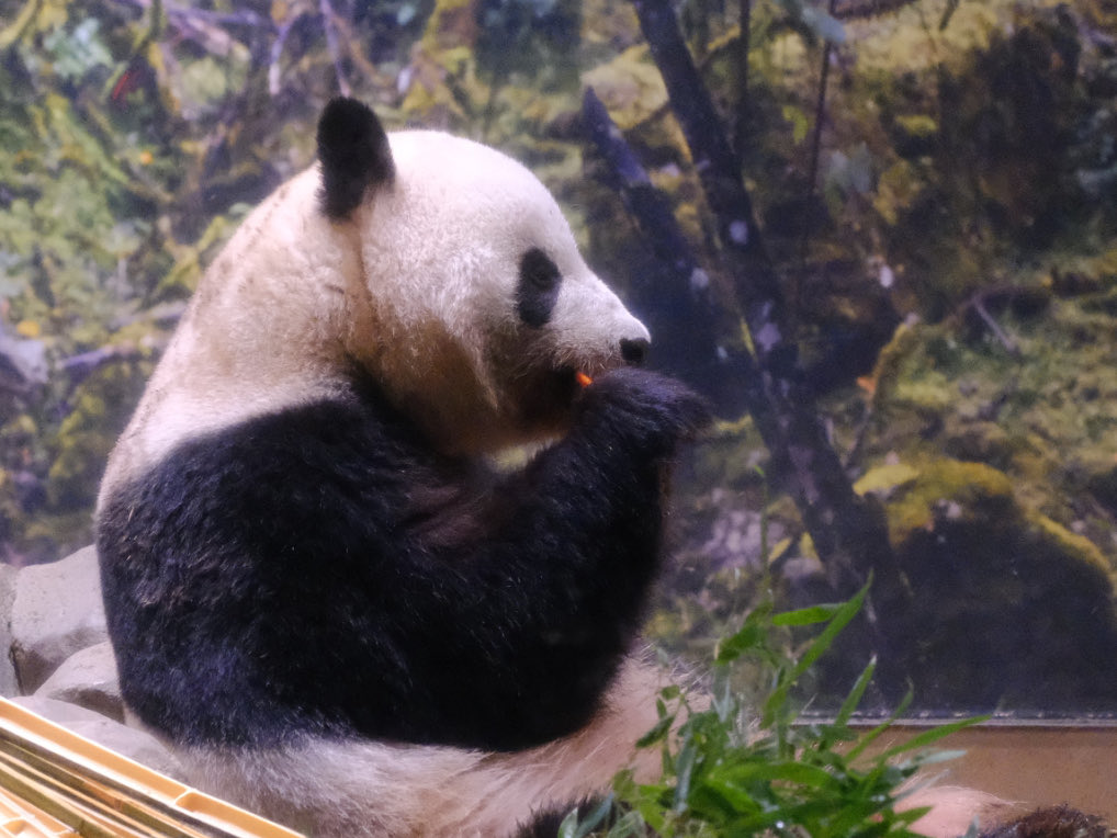 iko_i_iko_i_iko's tweet image. 🥕スティック♪
2025.10.08 #上野動物園 #panda #シャオシャオ