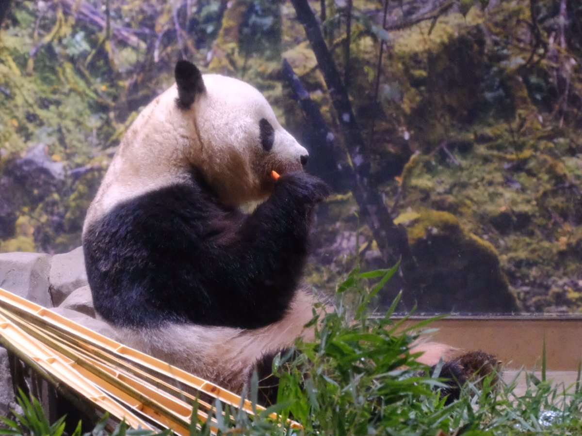iko_i_iko_i_iko's tweet image. 🥕スティック♪
2025.10.08 #上野動物園 #panda #シャオシャオ