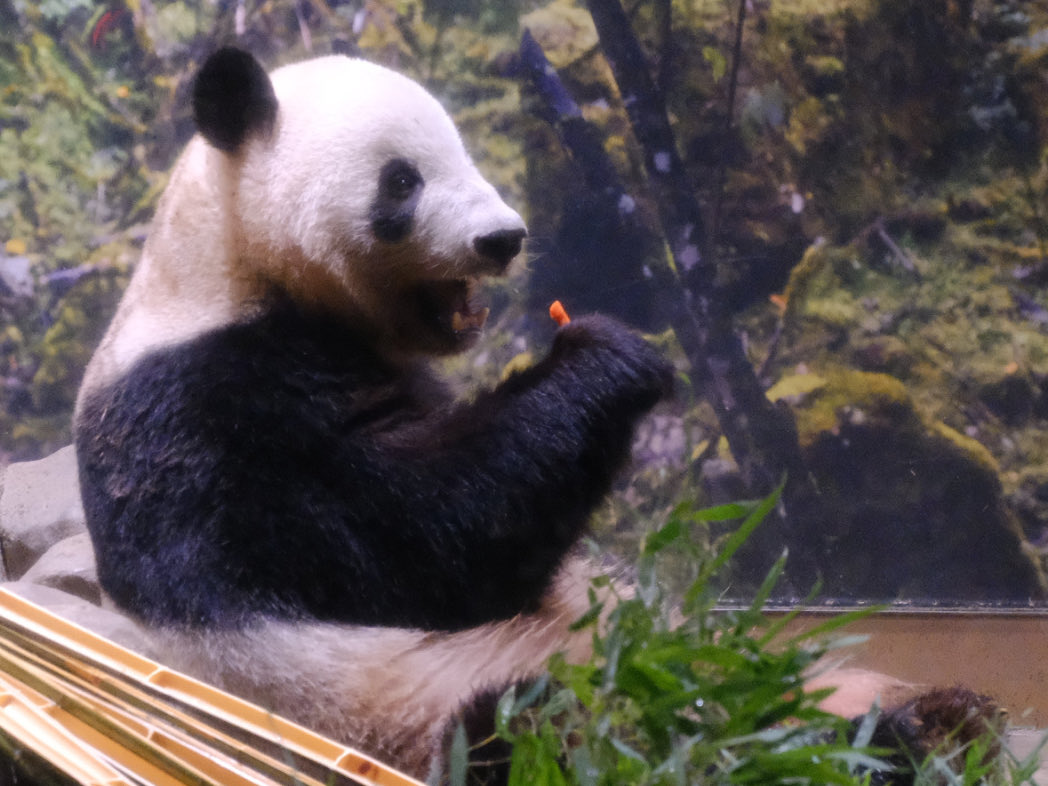 iko_i_iko_i_iko's tweet image. 🥕スティック♪
2025.10.08 #上野動物園 #panda #シャオシャオ