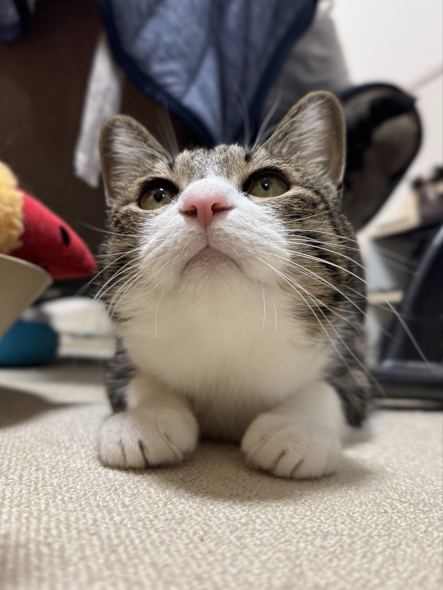 おこんばんにゃ〜🐾