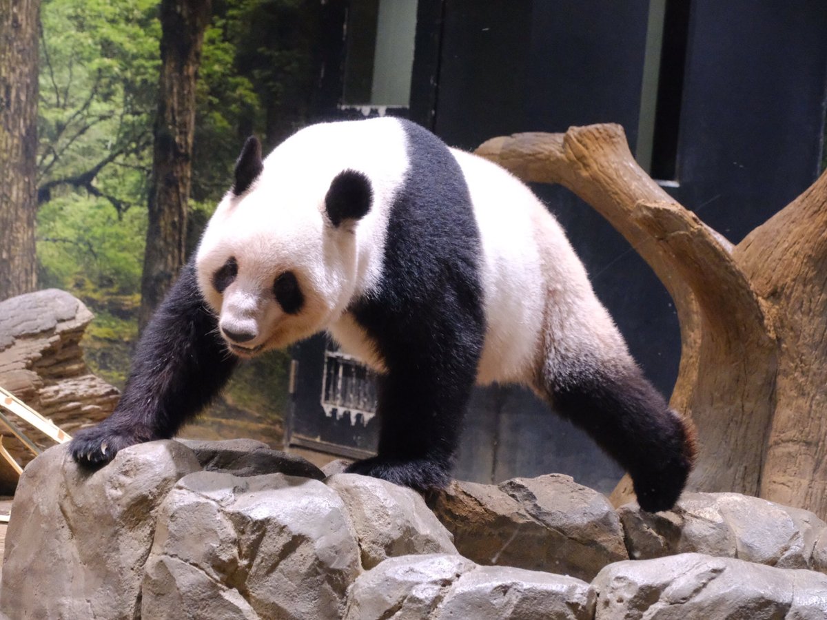 iko_i_iko_i_iko's tweet image. 休んだりテクテク💕
2025.10.08 #上野動物園 #panda #レイレイ