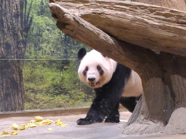 iko_i_iko_i_iko's tweet image. 休んだりテクテク💕
2025.10.08 #上野動物園 #panda #レイレイ