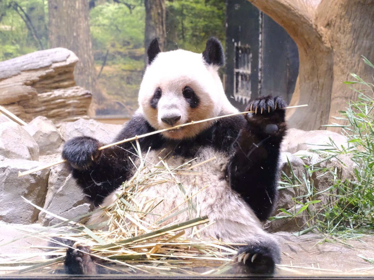 iko_i_iko_i_iko's tweet image. たっぷり食べてる☺️
2025.10.08 #上野動物園 #panda #レイレイ