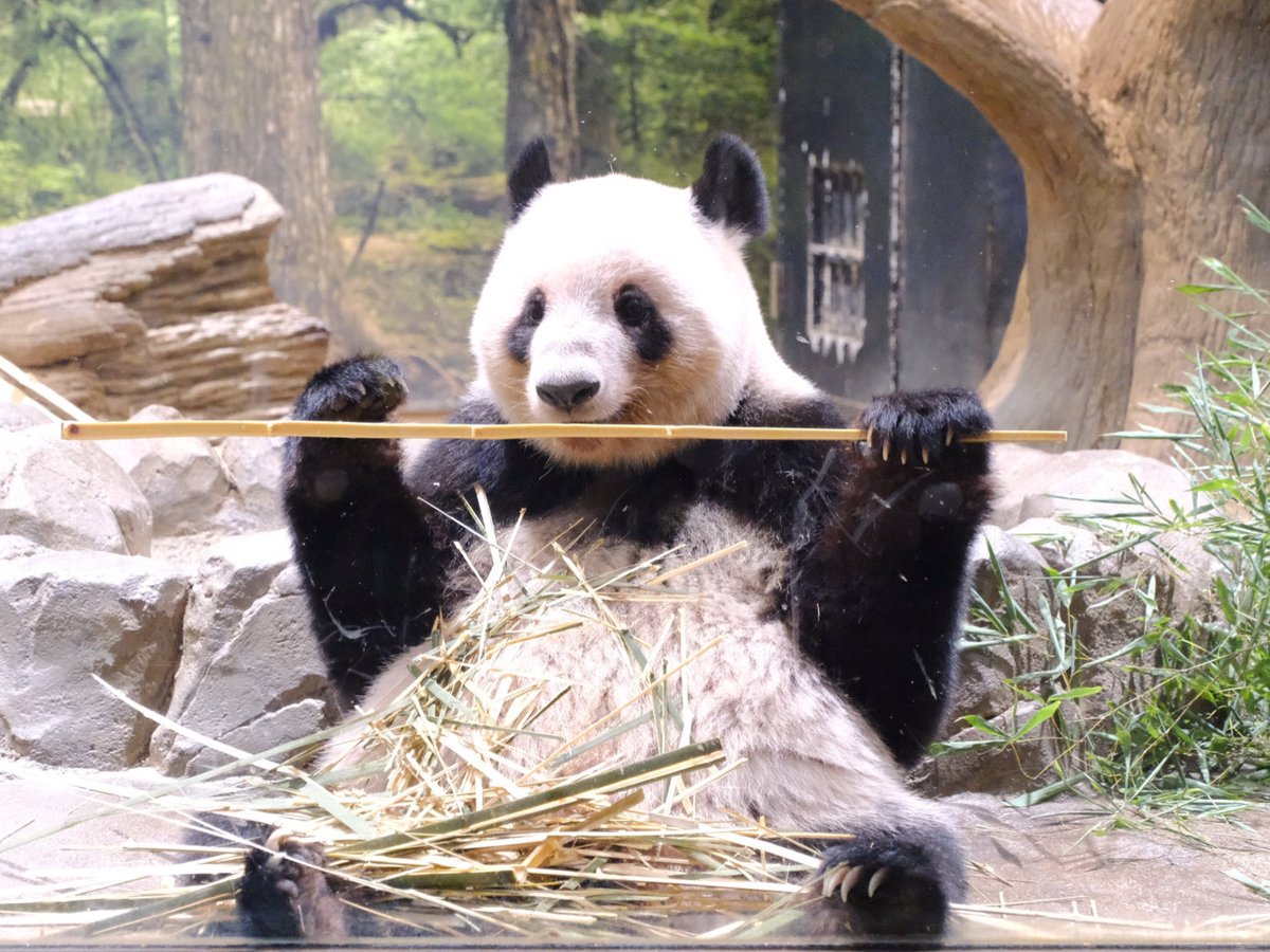 iko_i_iko_i_iko's tweet image. たっぷり食べてる☺️
2025.10.08 #上野動物園 #panda #レイレイ