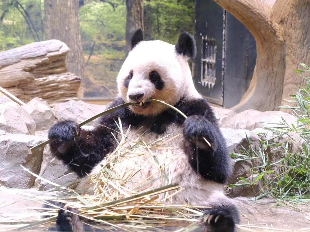 iko_i_iko_i_iko's tweet image. たっぷり食べてる☺️
2025.10.08 #上野動物園 #panda #レイレイ