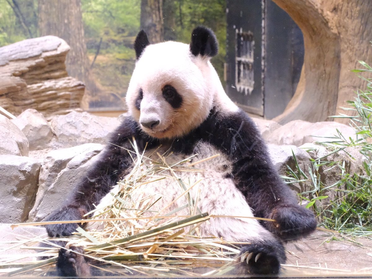 iko_i_iko_i_iko's tweet image. たっぷり食べてる☺️
2025.10.08 #上野動物園 #panda #レイレイ