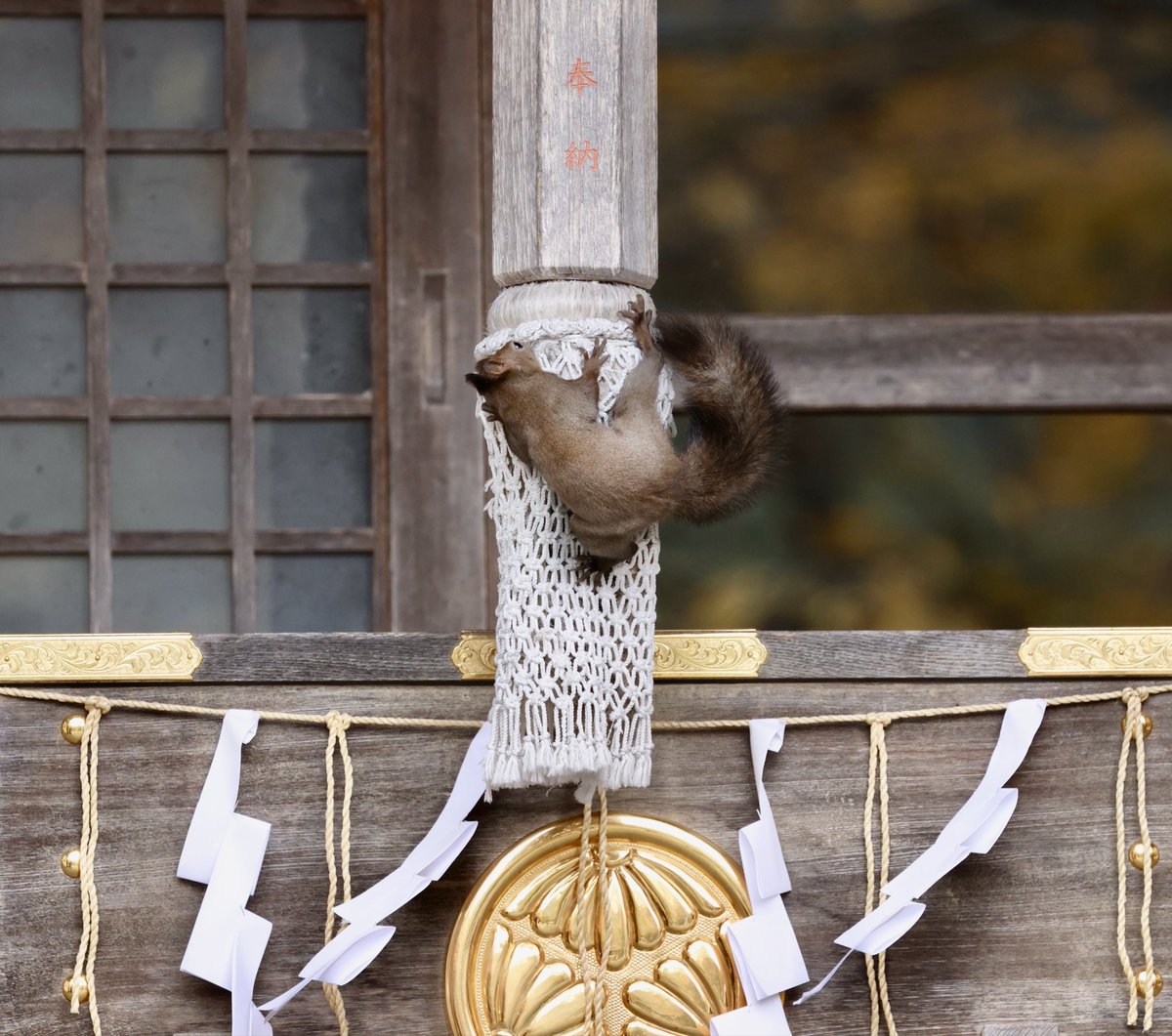 kozkitami's tweet photo. 気温8度晴れ☀️の道東です
リスさんと一緒に御参拝🐿️🥰
皆様が健やかに過ごせます様に🙏✨

＃エゾリス https://t.co/XyEP9R3R8M