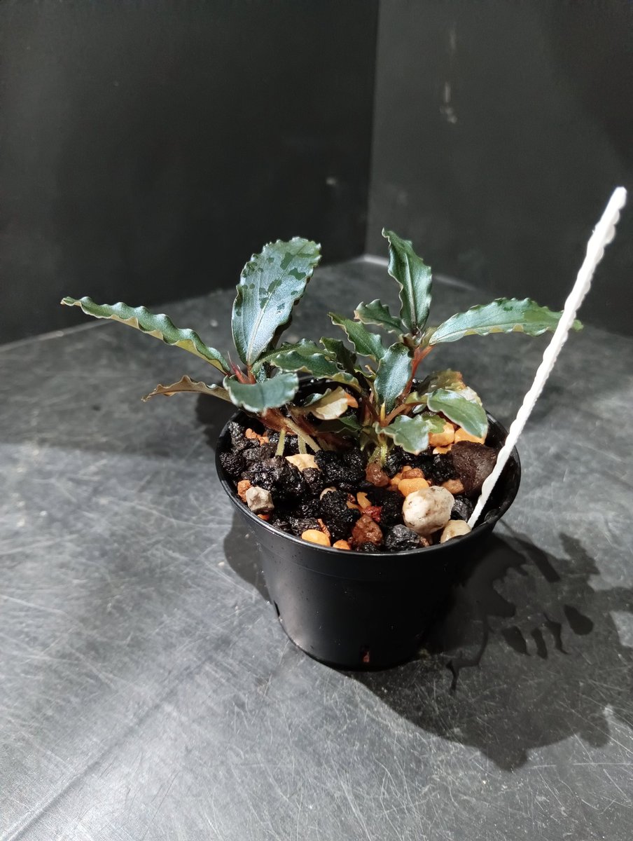 Bucephalandra sp. Purple wave【2025年9月入荷 カミハタ便】 かなり