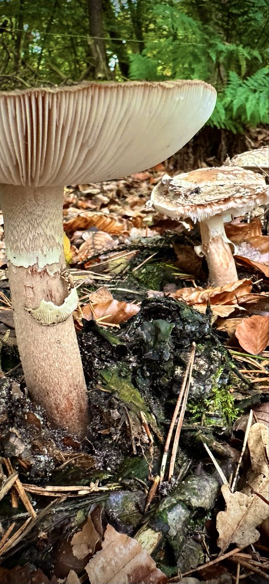 #hardlopen #running🏃‍♂️in het bos🍄‍🟫