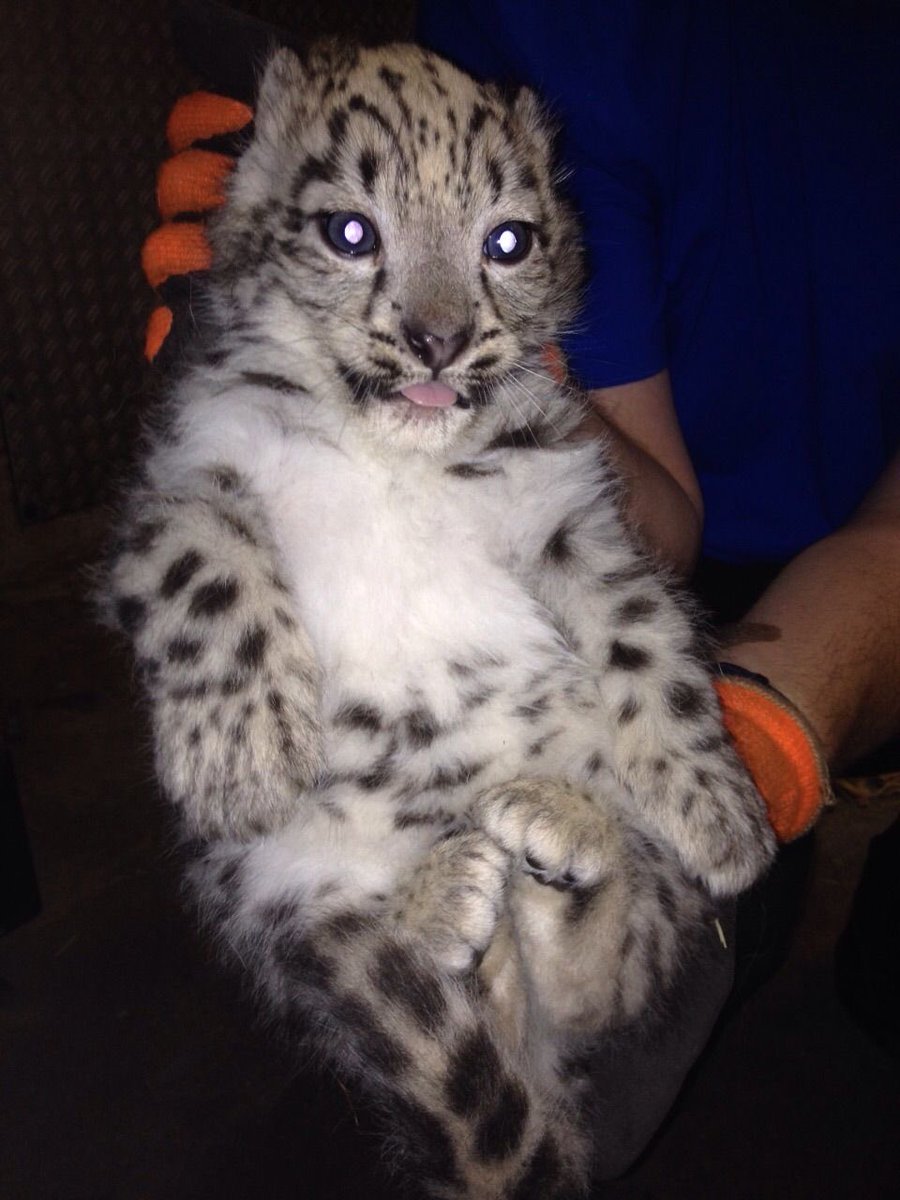 bigcatburger's tweet image. Herobrine cat