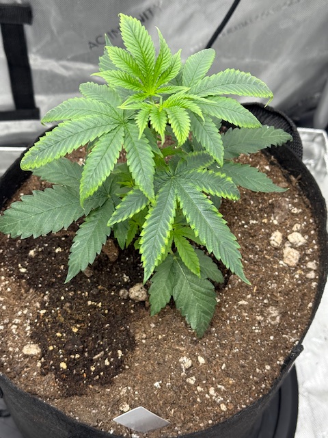 Grow_With_Les's tweet image. Chicken &amp;amp; Waffles – Day ??? of “What are you even doing?” 🧇🍗
Top: C&amp;amp;W #1 — thick, blocky, stacking like she’s lifting weights.
Bottom: C&amp;amp;W #2 — clean lines, sharper leaves, more classic form.
Same strain. Same environment. Two totally different games. Watching this pair evolve…