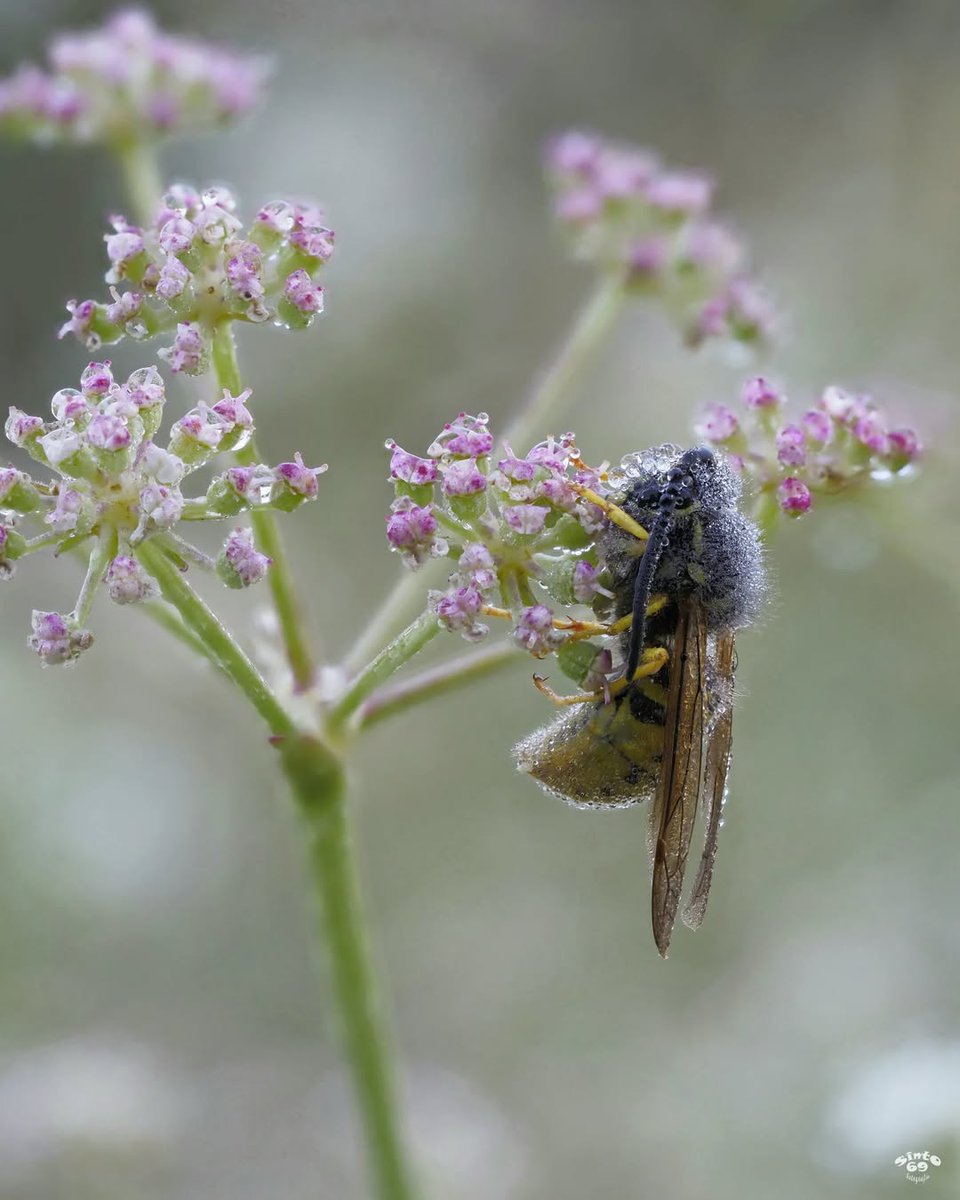 Detalls que són una delícia.

📸 <a href="/sint0/">croitoru</a> #Segrià #TerradePonent

#Segrià #TerradePonent #SegriaTurisme #TerresdeLleida #Lleida #Turisme #AraLleida #ADNLleida #BiosphereDestination #Utxesa

@ccsegria <a href="/aralleida/">Ara Lleida</a> <a href="/catexperience/">Catalunya Experience</a> <a href="/UTXESA/">Reserva Natural d'Utxesa</a>