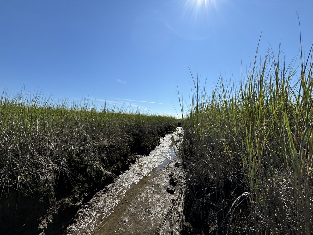 sgbuzzell's tweet photo. dear salt marshes and dunes, you will always be famous to me https://t.co/GSbK4g9PsG