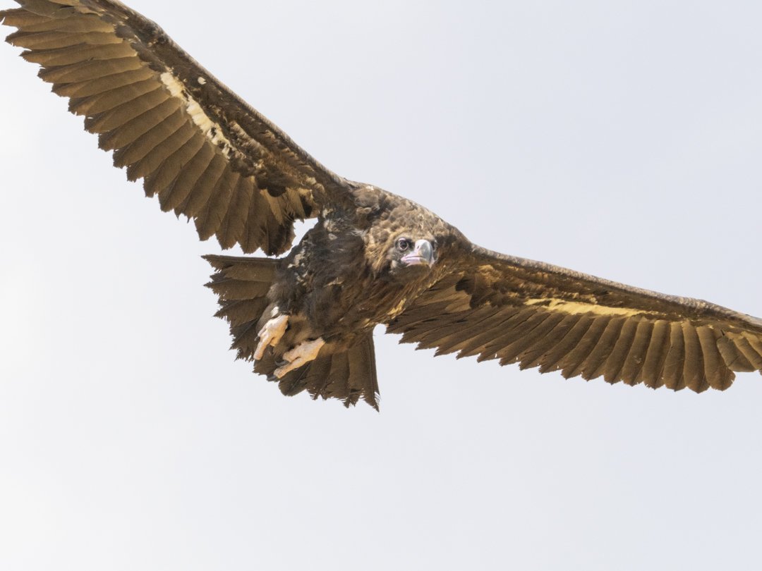 José Manuel Caballero Fernández tweet media