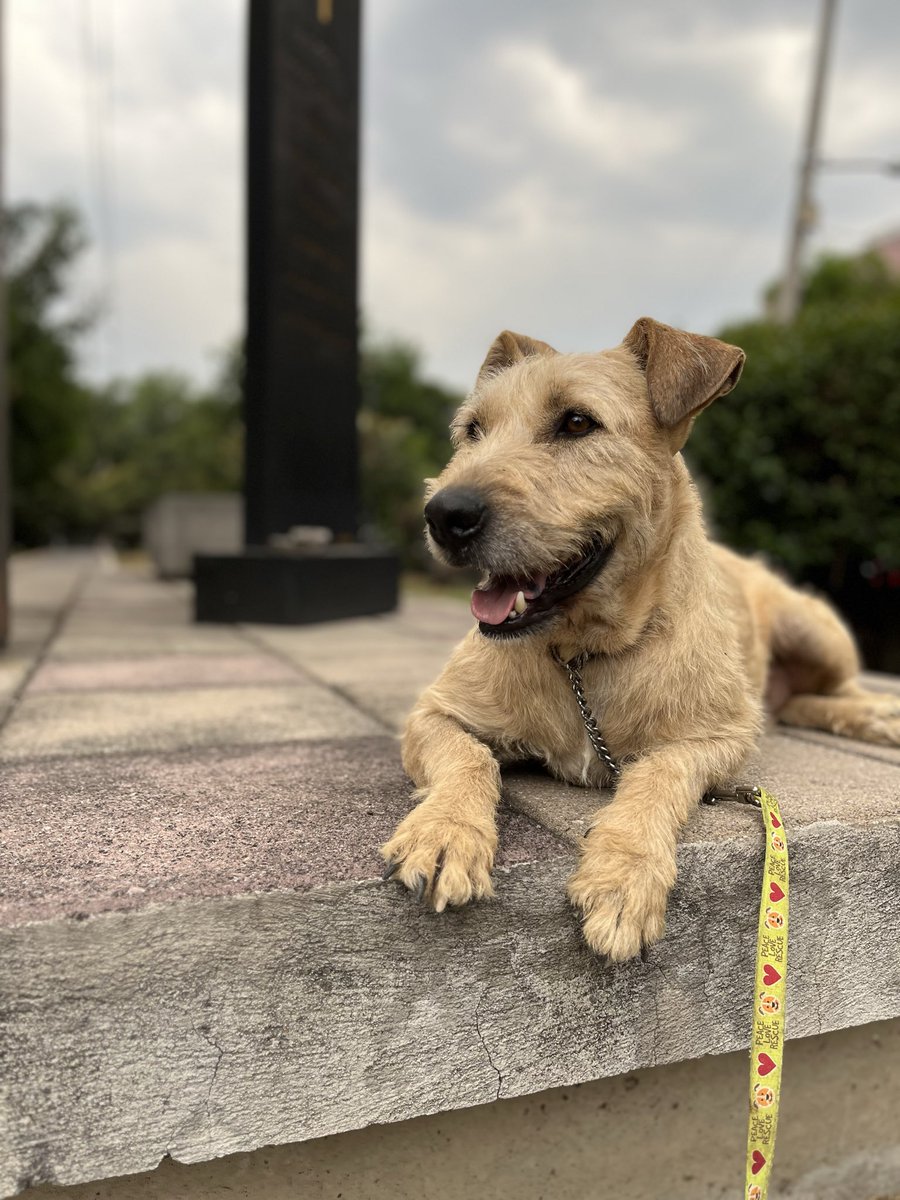 HELA_MORE's tweet image. Capibara es otro de nuestros rescatados.🤍

Las calles son peligrosas para un perrito sin hogar,Capibara estuvo a punto de morir de una manera horrible en manos de locos que buscan animalitos para hacerles daño.🥺

Hoy,busca un hogar y una familia.
Estamos en CDMX.