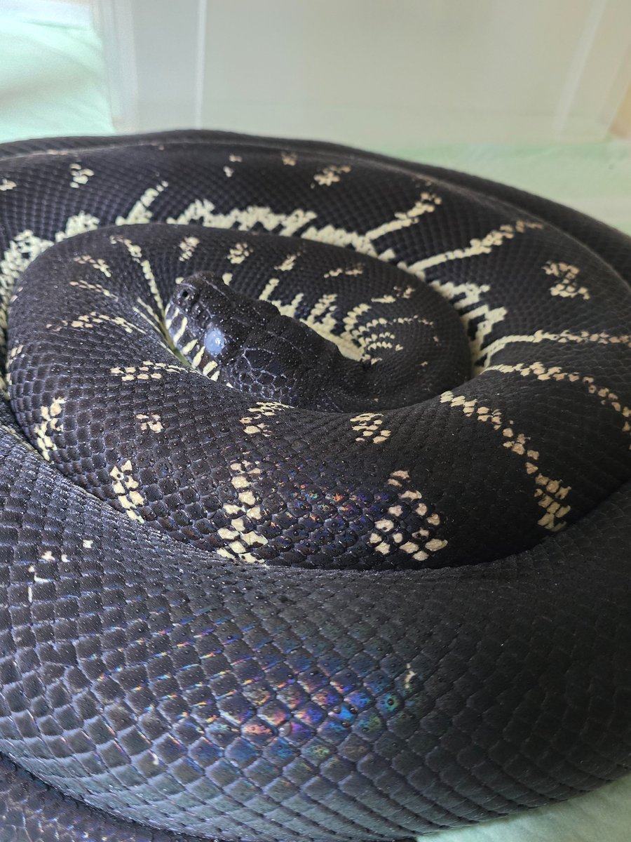 洋書「Black Python Morelia boeleni」ベーレンパイソン Black Python