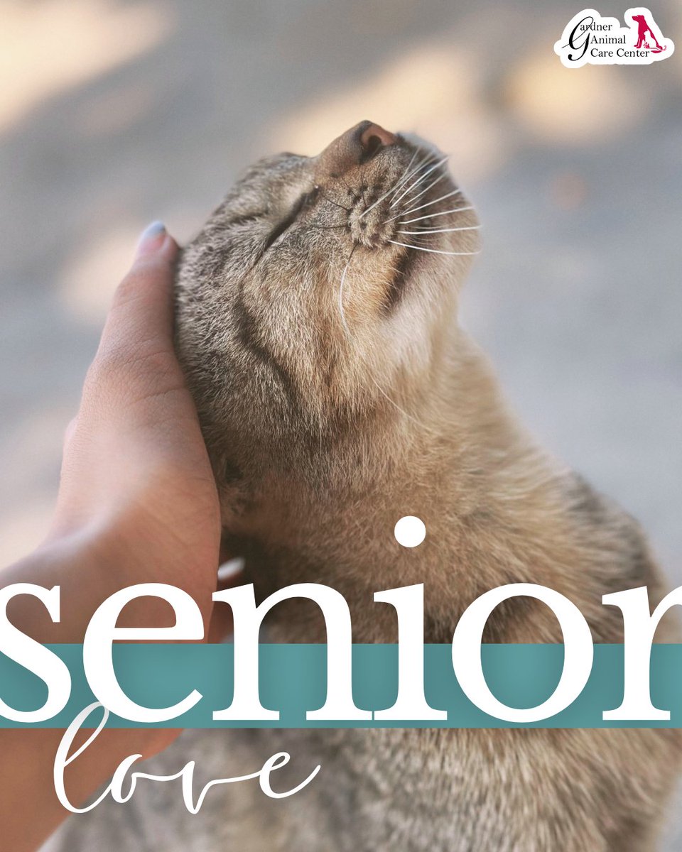 GACCVet's tweet photo. Senior pets still have so much love to give! 🐾💕 Take extra time for gentle walks, cozy snuggles, soft play, or even learning new tricks at their own pace. Every moment is a chance to cherish their golden years and show them just how loved they are. #SeniorPetLove #GoldenYears https://t.co/ItYhEEKTD6