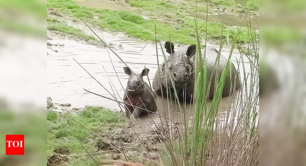 savetherhino's tweet photo. The rhino population at Dudhwa Tiger Reserve in Uttar Pradesh, India, has increased to 51 following the birth of a calf https://t.co/MHA0SNkqnK https://t.co/jyruTlzv4L