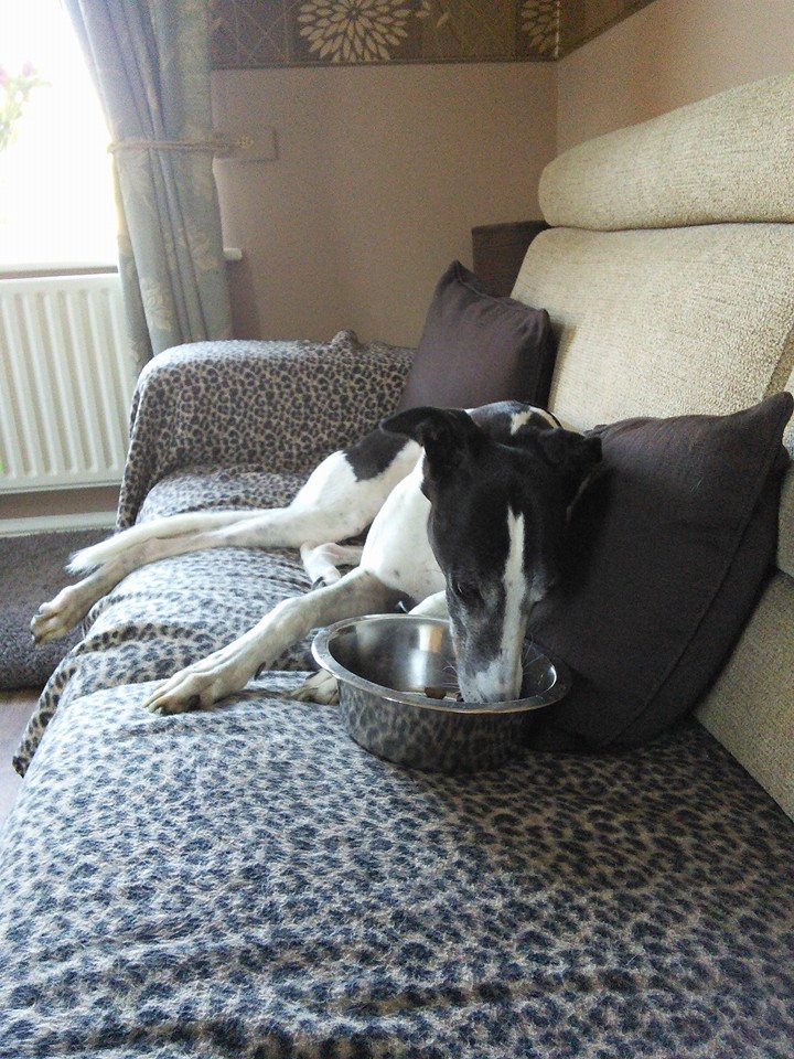 GreyhoundHoming's tweet image. 😴 When your sofa nap leaves you too tired to move… clearly it’s the humans’ job to bring dinner to you! 🐾 Why lift a paw when you don’t have to? 🥰

#GreyhoundLife #SofaSnuggles #LazyDogDays #GreyhoundHumor #LifeWithGreyhounds